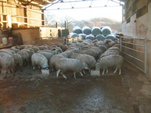 Sheep feeding in a barn